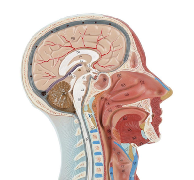 Head anatomy dose model